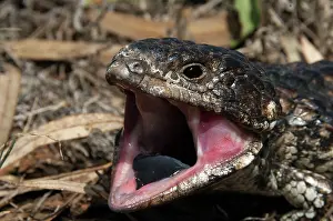 Found: Shingleback - threat display - found in dry open habitats of