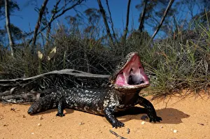 Found: Shingleback - threat display - found in dry open habitats of