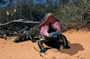 Found: Shingleback - threat display - found in dry open habitats of