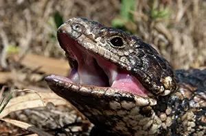 Found: Shingleback - threat display - found in dry open habitats of