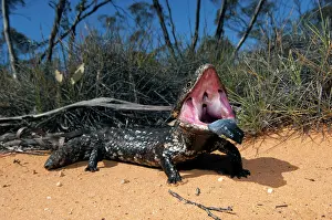 Found: Shingleback - threat display - found in dry open habitats of