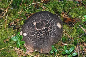 Basidiomycete: Shingled Hedgehog Fungus