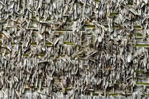 Picea: Shingles in spruce on the wall of a farm Jura, the