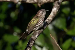 Lucidus: Shining Bronze Cuckoo