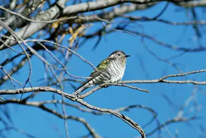 Lucidus: Shining Bronze / Golden Bronze / Broad-billed Cuckoo