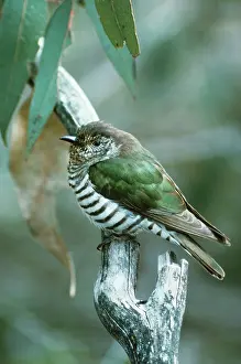 Lucidus: Shining Bronze / Golden Bronze / Broad-billed Cuckoo
