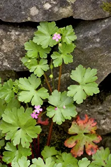 Cranesbills: Shining cranesbill in flower