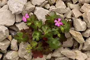 Cranesbills: Shining cranesbill, On limestone