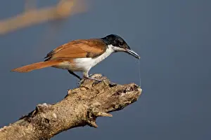 Myiagra: Shining Flycatcher - female foraging at the end of a branch