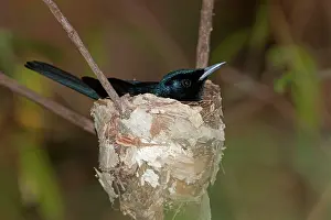 Myiagra: Shining Flycatcher - male incubating on nest
