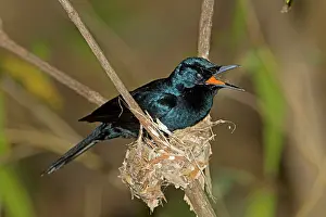 Myiagra: Shining Flycatcher - male nest building