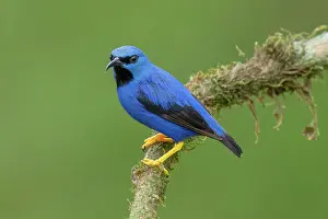 Cloud Forest: Shining Honey-creeper, Cyanerpes lucidus