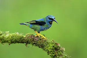 Cloud Forest: Shining Honey-creeper, Cyanerpes lucidus