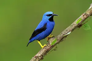 Cloud Forest: Shining Honey-creeper, Cyanerpes lucidus