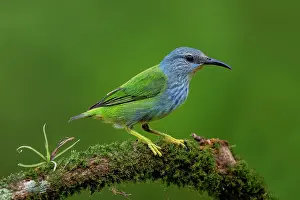 Cloud Forest: Shining Honey-creeper, Cyanerpes lucidus