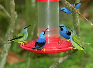 Cloud Forest: Shining Honey-creeper, Cyanerpes lucidus