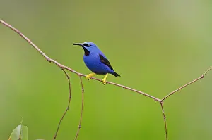 Lucidus: Shining Honeycreeper - male