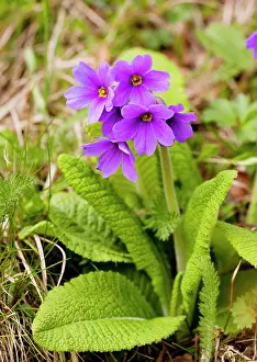 Amoena: Shining Primula - in the Great Caucasus