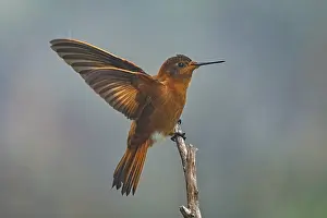 110119: Shining Sunbeam (Aglaeactis cupripennis) Los Nevados
