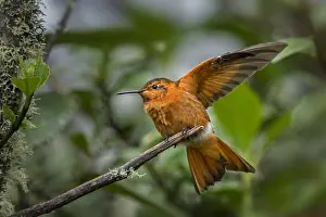 110119: Shining Sunbeam (Aglaeactis cupripennis) Los Nevados