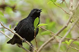 Cowbird: Shiny Cowbird