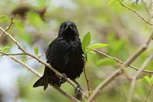 Cowbird: Shiny Cowbird