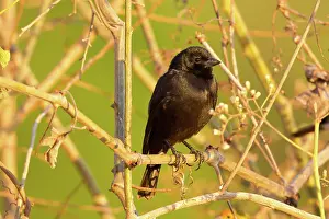 Animais: Shiny Cowbird