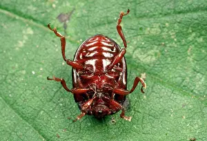 Chrysolina: Shiny Leaf Beetle - playing dead