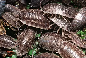 Ailsa Hopkin: Shiny WOODLOUSE - Aggregation