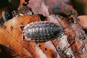 Woodlice: SHINY WOODLOUSE - On dead leaf