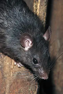 Rattus: Ship / Black Rat