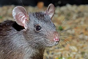 Rattus: Ship / Black Rat