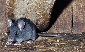 Rattus: Ship / Black Rat - juvenile