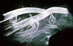 Jaws: Shipworm - xray showing calcium lined burrows in