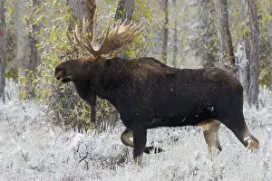 Alces: Shiras bull moose
