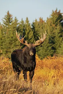Alces: Shiras bull moose