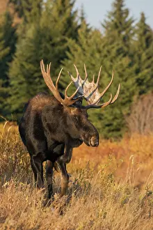 Alces: Shiras bull moose