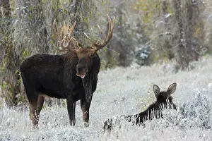 Alces: Shiras bull moose courting cow moose