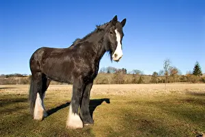 Dray: Shire horse Bussurelle Haute-Saone