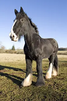 Dray: Shire horse Bussurelle Haute-Saone