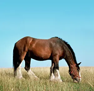 Shire: Shire HORSE - In field grazing