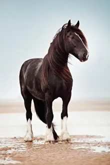 Draught: Shire Horse gelding, black with a blaze, roaming