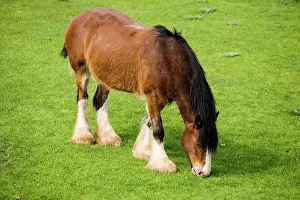 Shire: Shire horse - grazing