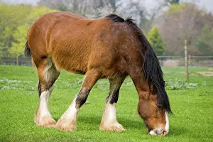 Shire: Shire horse - grazing