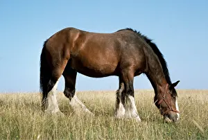Size: Shire HORSE - grazing, side profile
