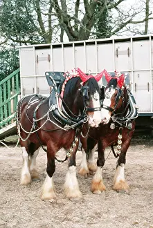 Bridles: Shire HORSE - harnessed pair