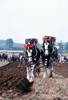 Heavy: Shire HORSE - Horses ploughing