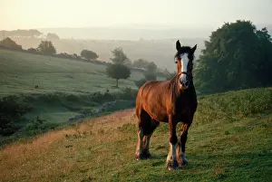 Shire: Shire Horse - retired