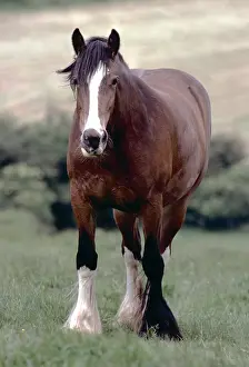 Heavy: Shire HORSE - standing in field