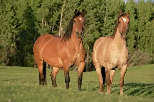 Shire: Shire Horses - Two standing together in meadow